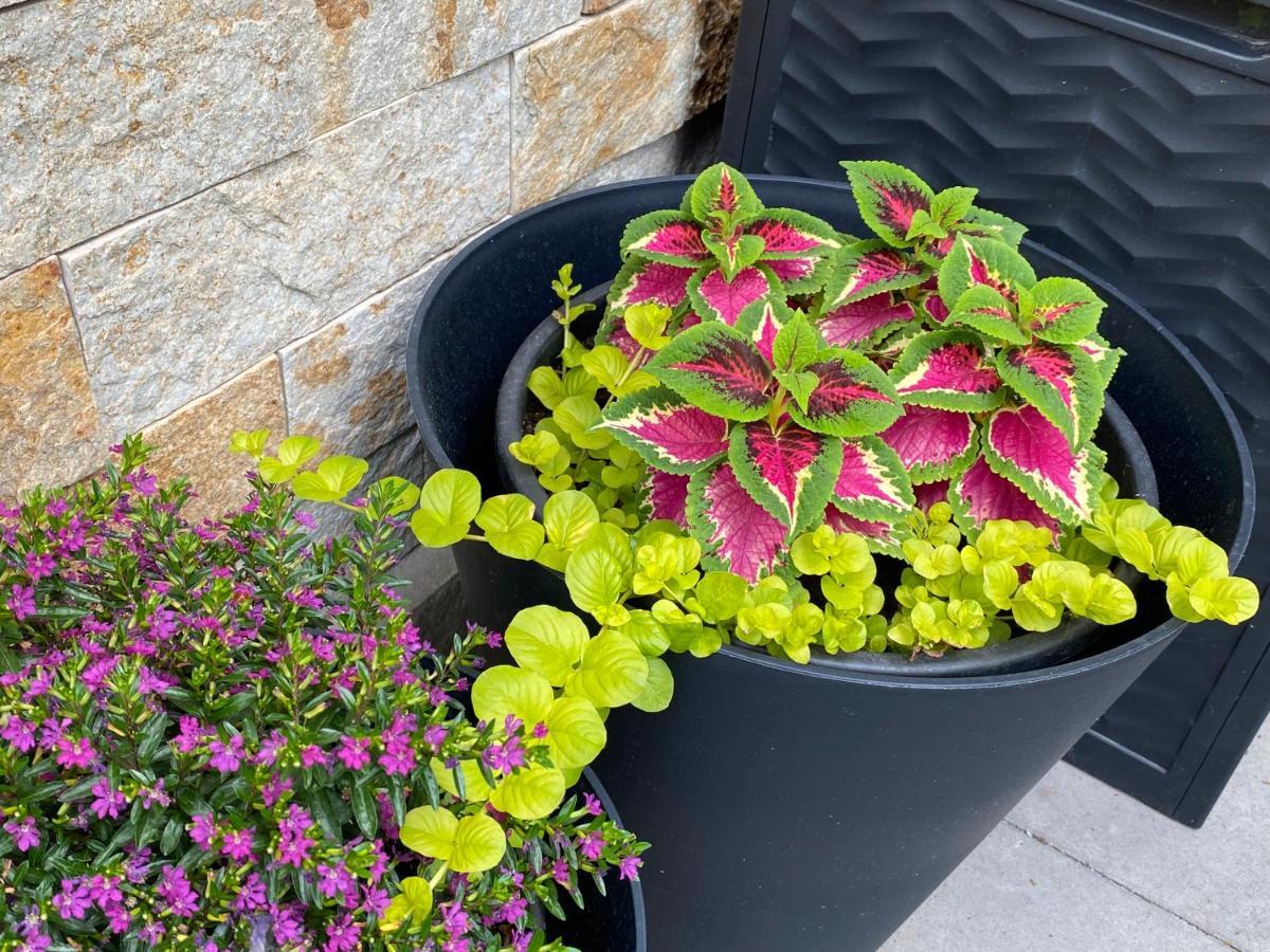 Margareta Garden Boutique Rooms إغير المظهر الخارجي الصورة